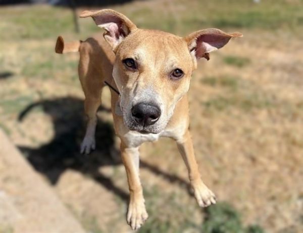 ROSCOE