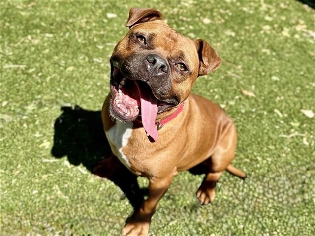 MILO