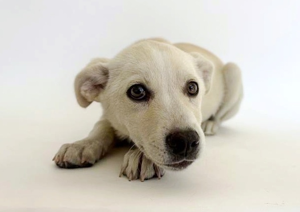 NALA
