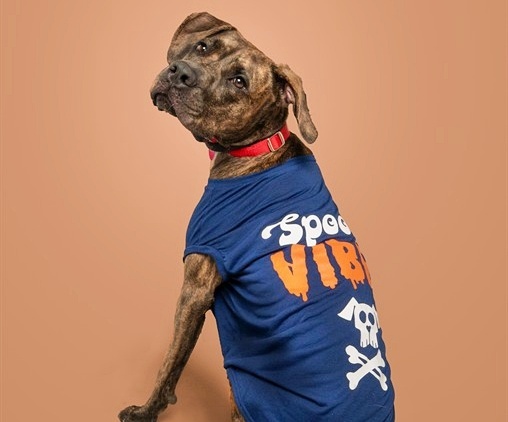 NOVA