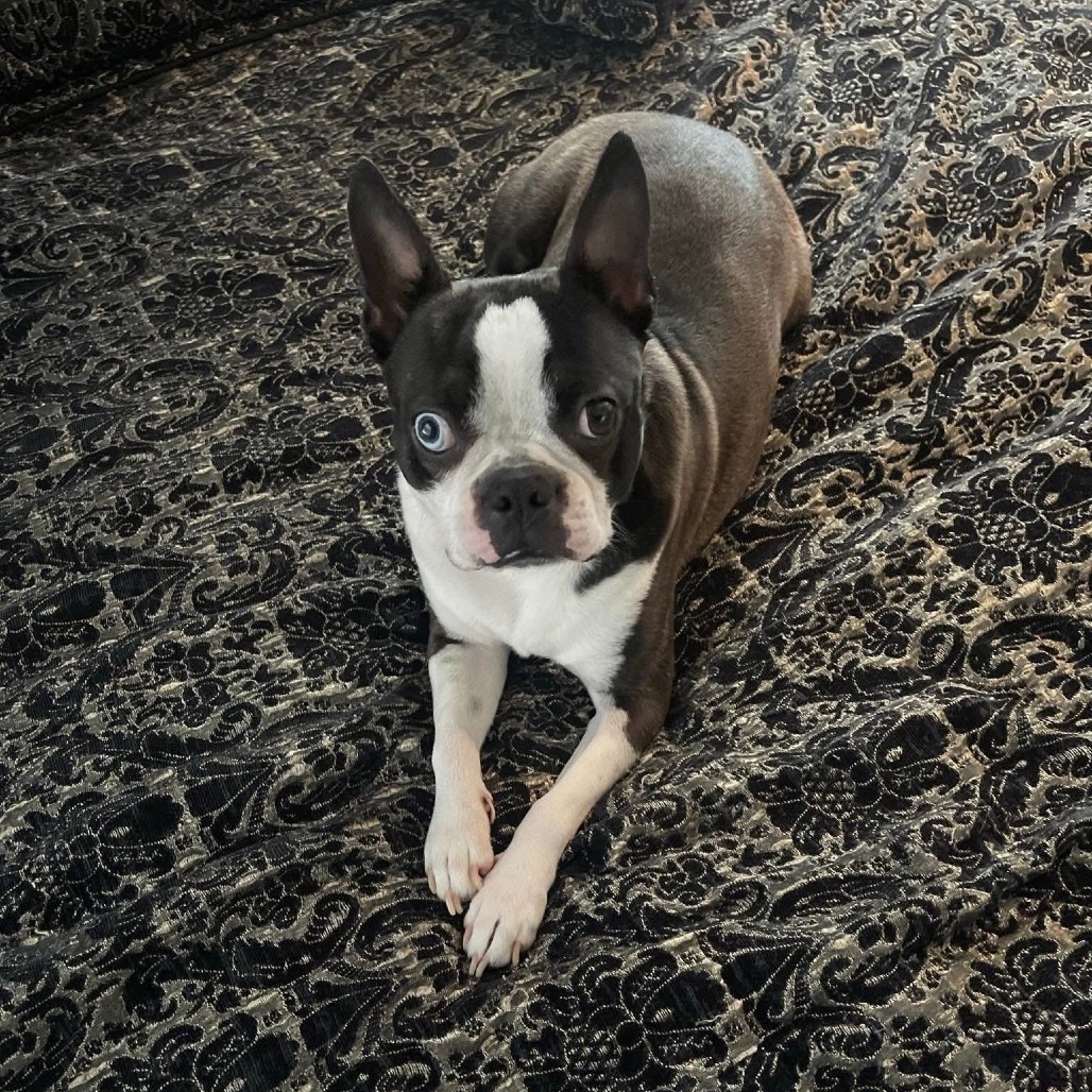 Bruno