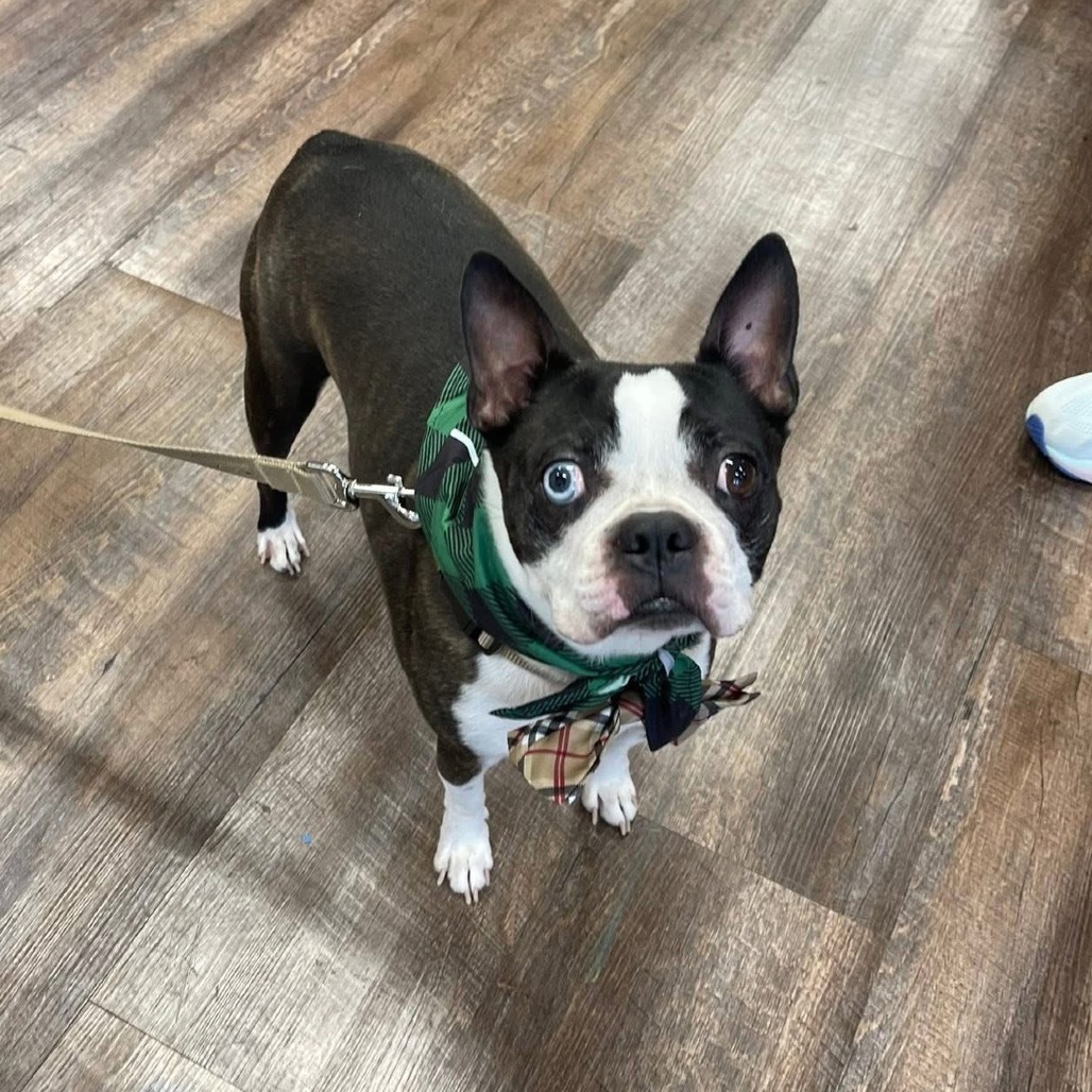 Bruno