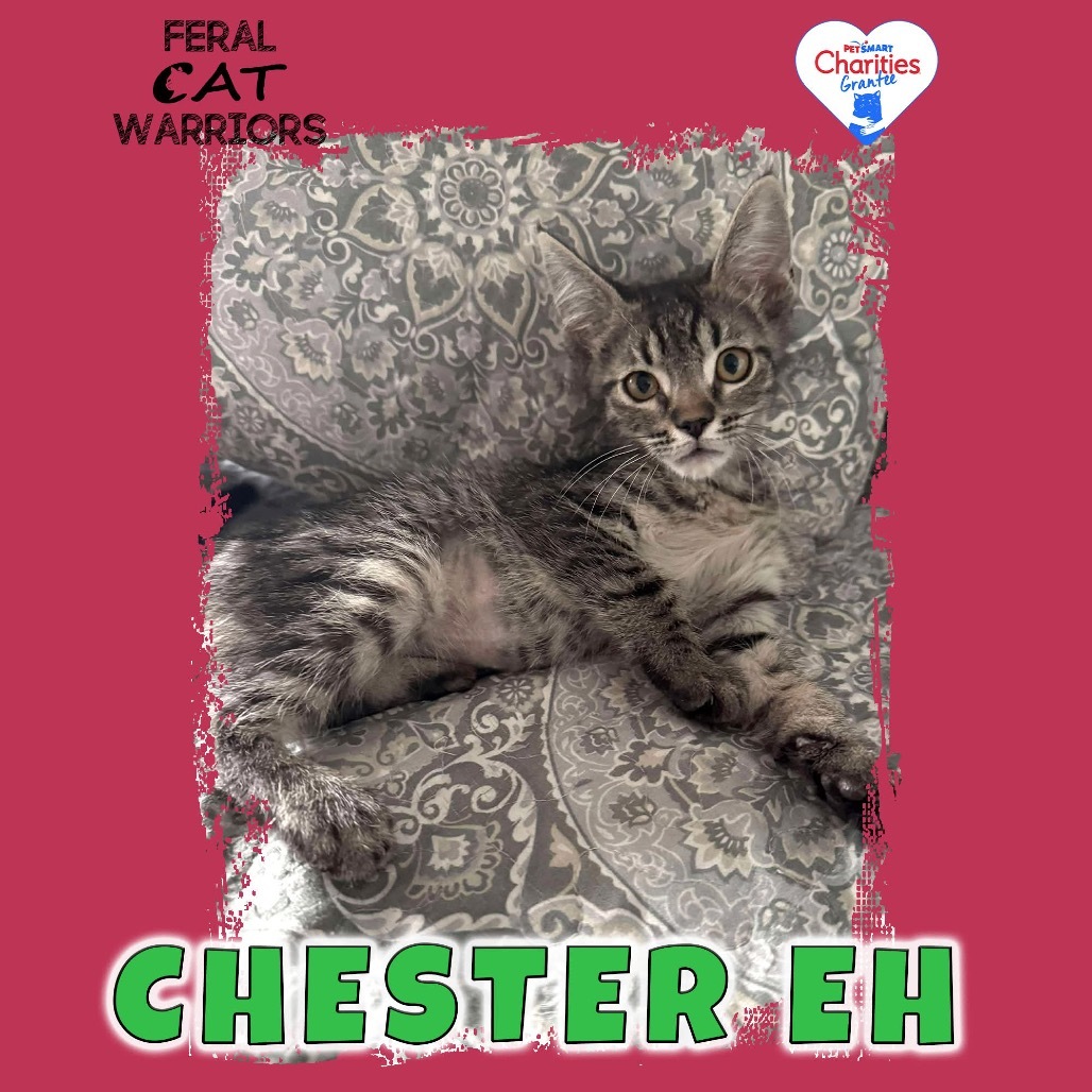 Chester EH, an adoptable Domestic Short Hair in Kingman, AZ, 86401 | Photo Image 1