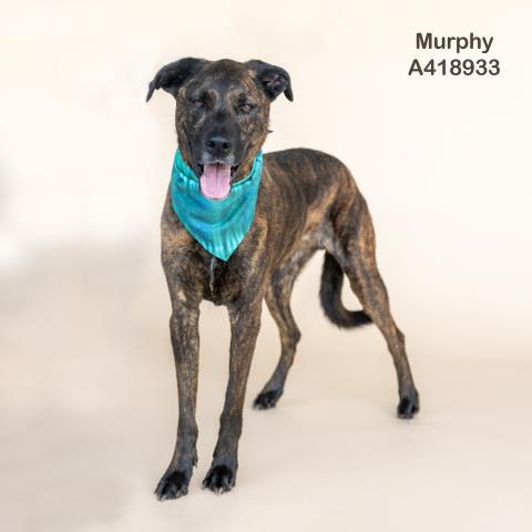 MURPHY