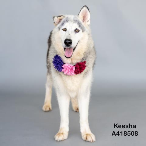 KEESHA