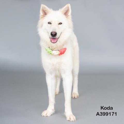 KODA