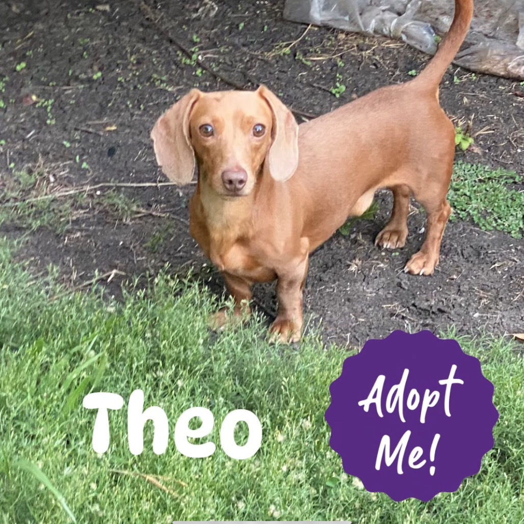 Theo (Dallas)
