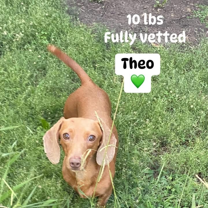 Theo (Dallas)