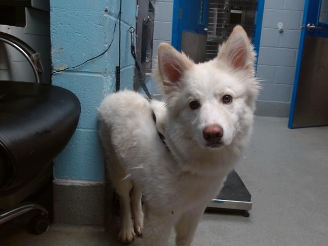 HORSERADISH, an adoptable Samoyed, Mixed Breed in Albuquerque, NM, 87121 | Photo Image 1