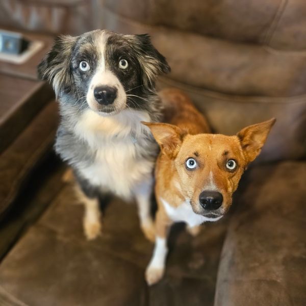Trixie and Pixie
