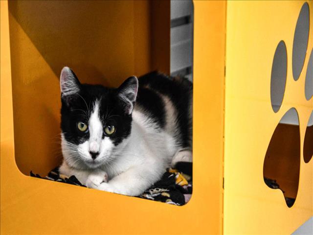 CALUM, an adoptable Domestic Short Hair in Loveland, CO, 80538 | Photo Image 1