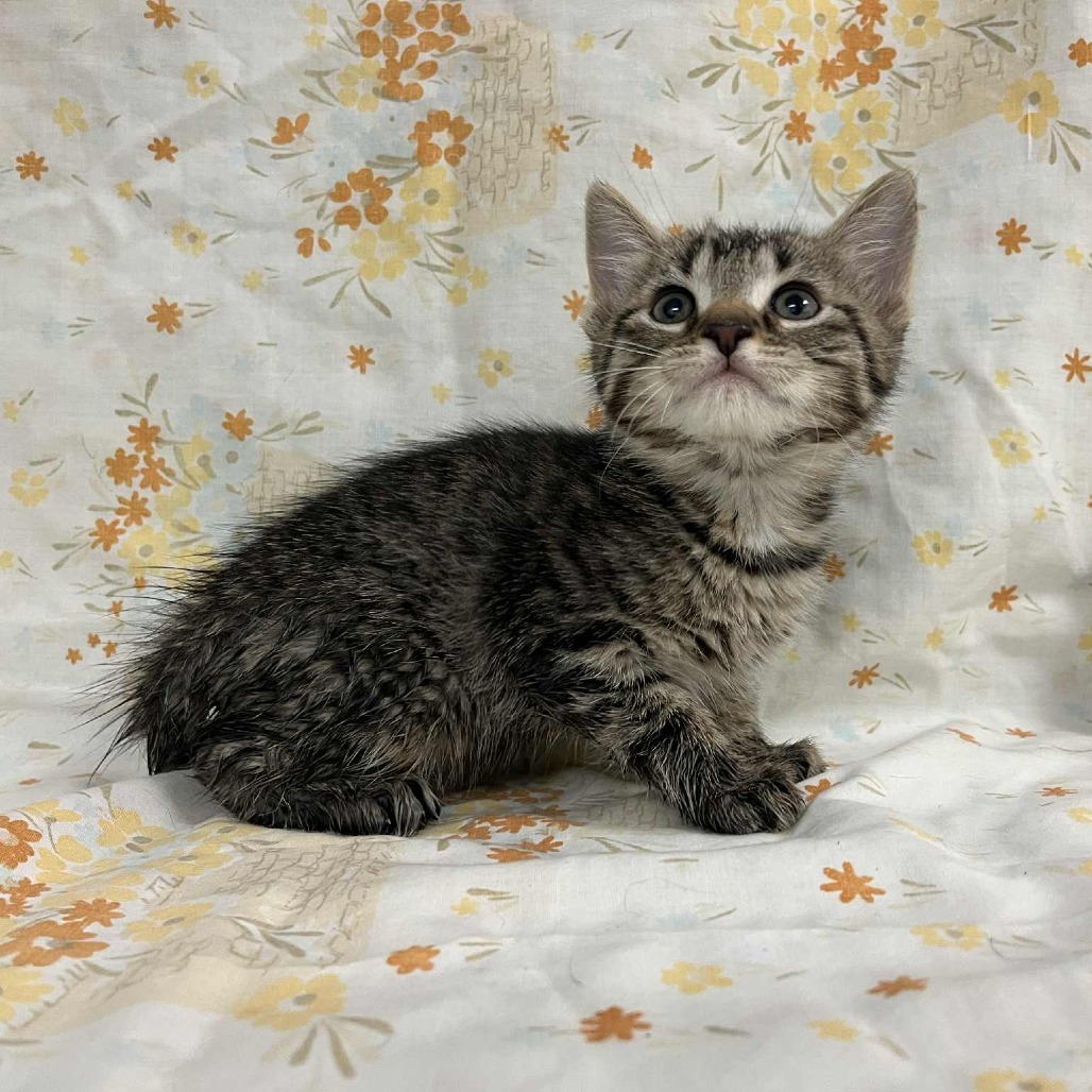 SVAS-Stray-37586