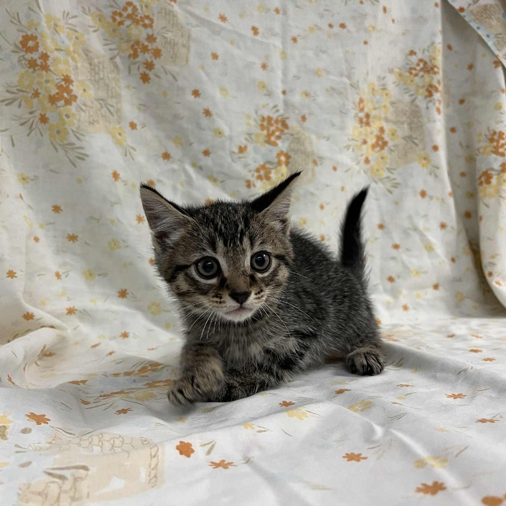 SVAS-Stray-37588