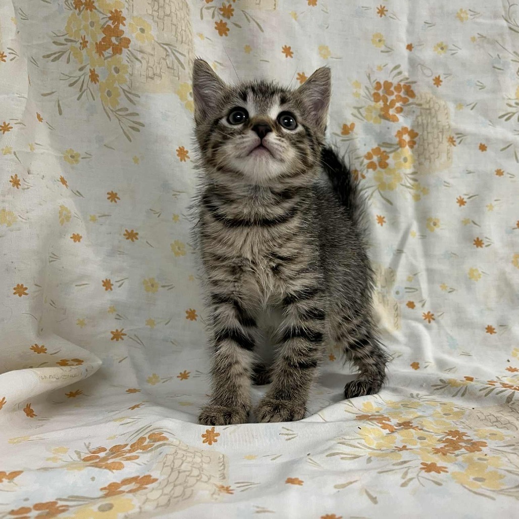 SVAS-Stray-37589