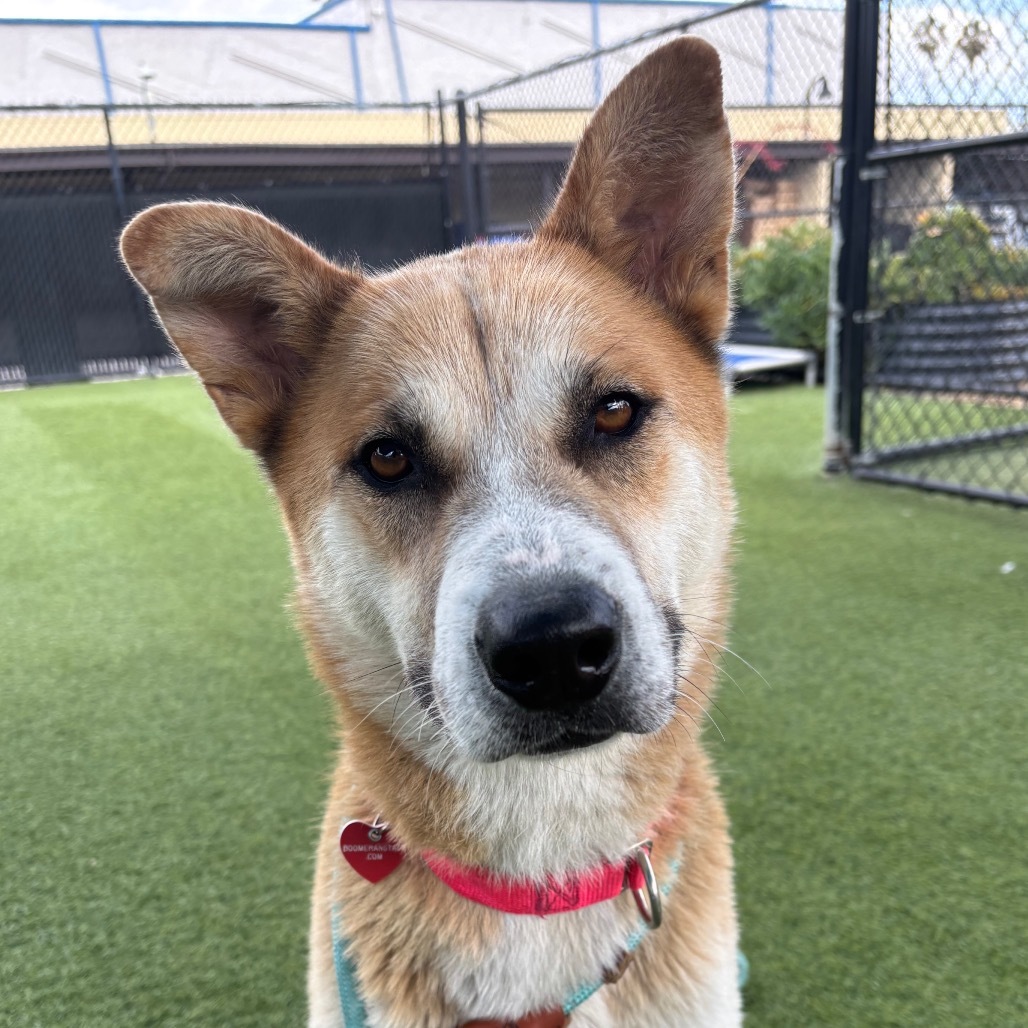 Dream A2187051, an adoptable Jindo in Mission Hills, CA, 91345 | Photo Image 1