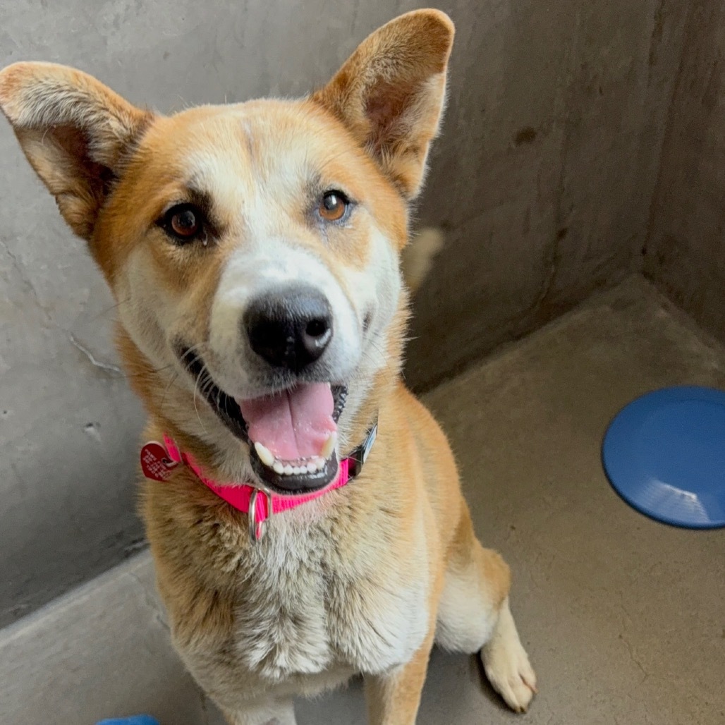 Dream A2187051, an adoptable Jindo in Mission Hills, CA, 91345 | Photo Image 2