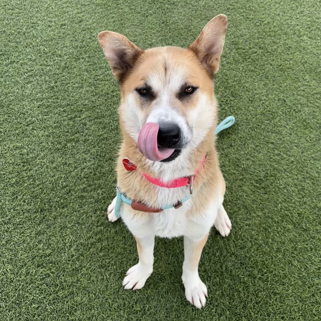 Dream A2187051, an adoptable Jindo in Mission Hills, CA, 91345 | Photo Image 3