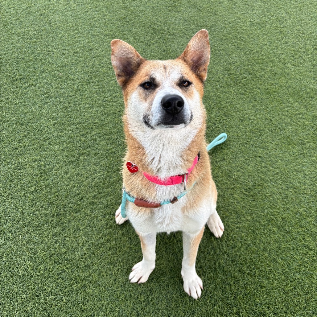 Dream A2187051, an adoptable Jindo in Mission Hills, CA, 91345 | Photo Image 4