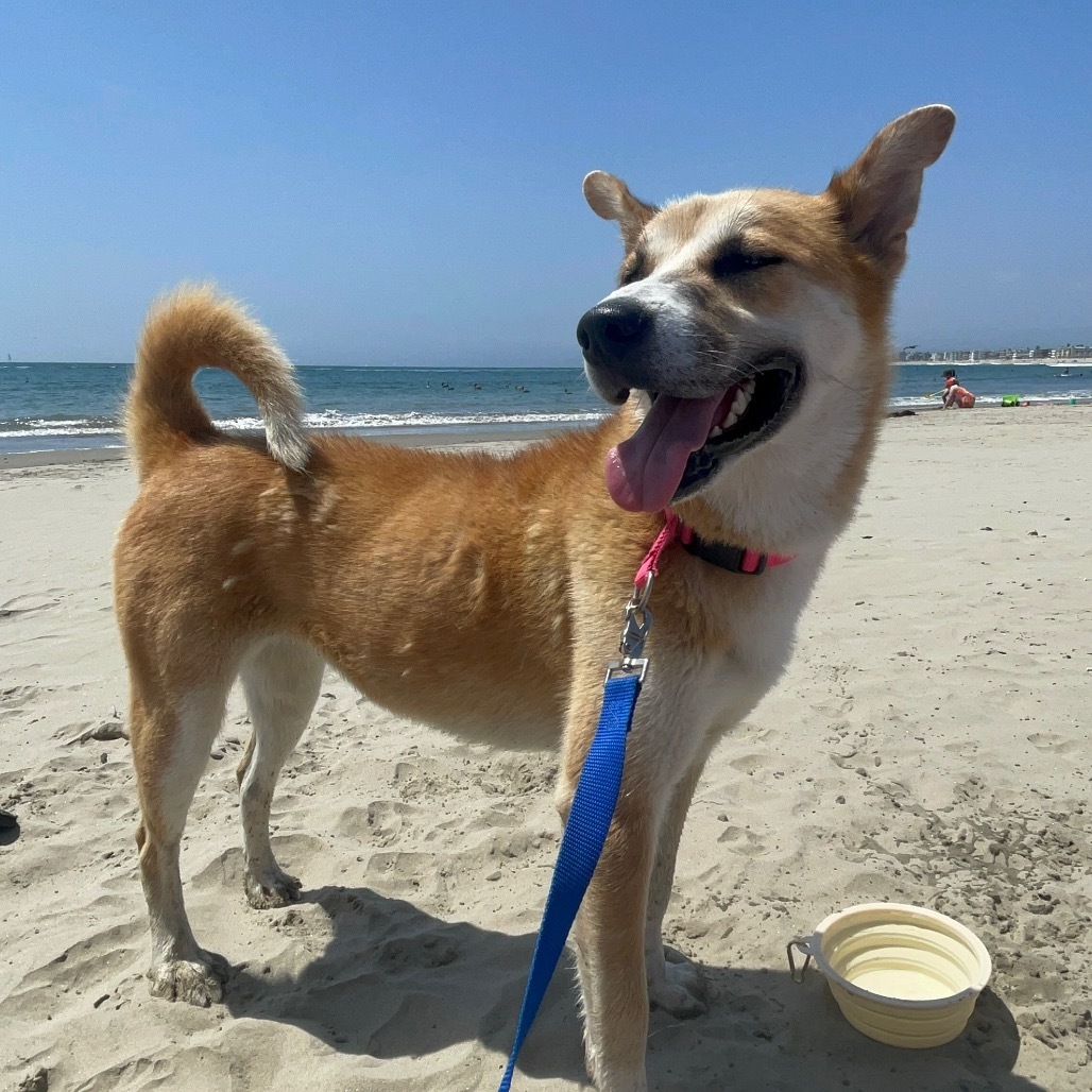 Dream A2187051, an adoptable Jindo in Mission Hills, CA, 91345 | Photo Image 5