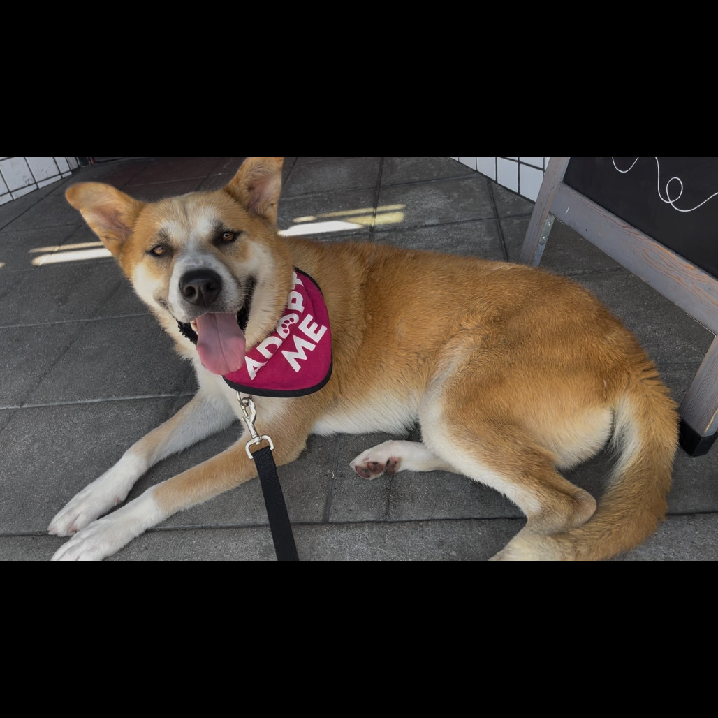 Dream A2187051, an adoptable Jindo in Mission Hills, CA, 91345 | Photo Image 6