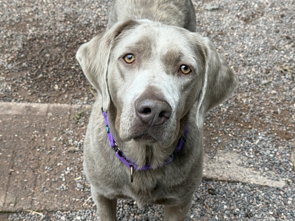 Wynter, an adoptable Labrador Retriever in Houghton, MI, 49931 | Photo Image 1