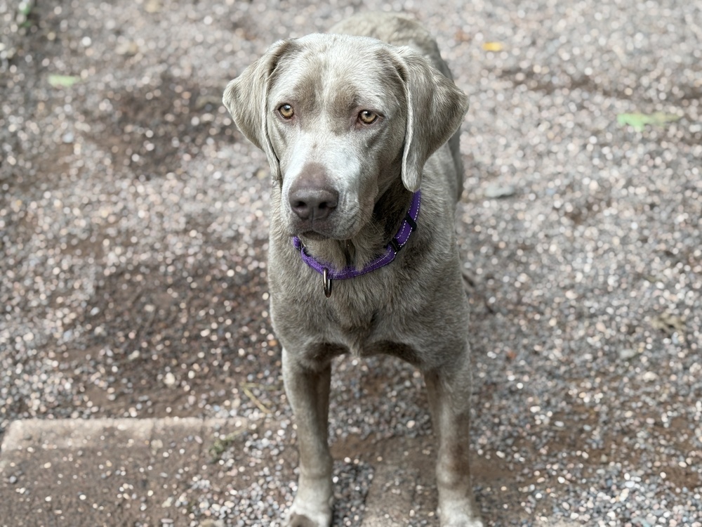 Wynter, an adoptable Labrador Retriever in Houghton, MI, 49931 | Photo Image 2