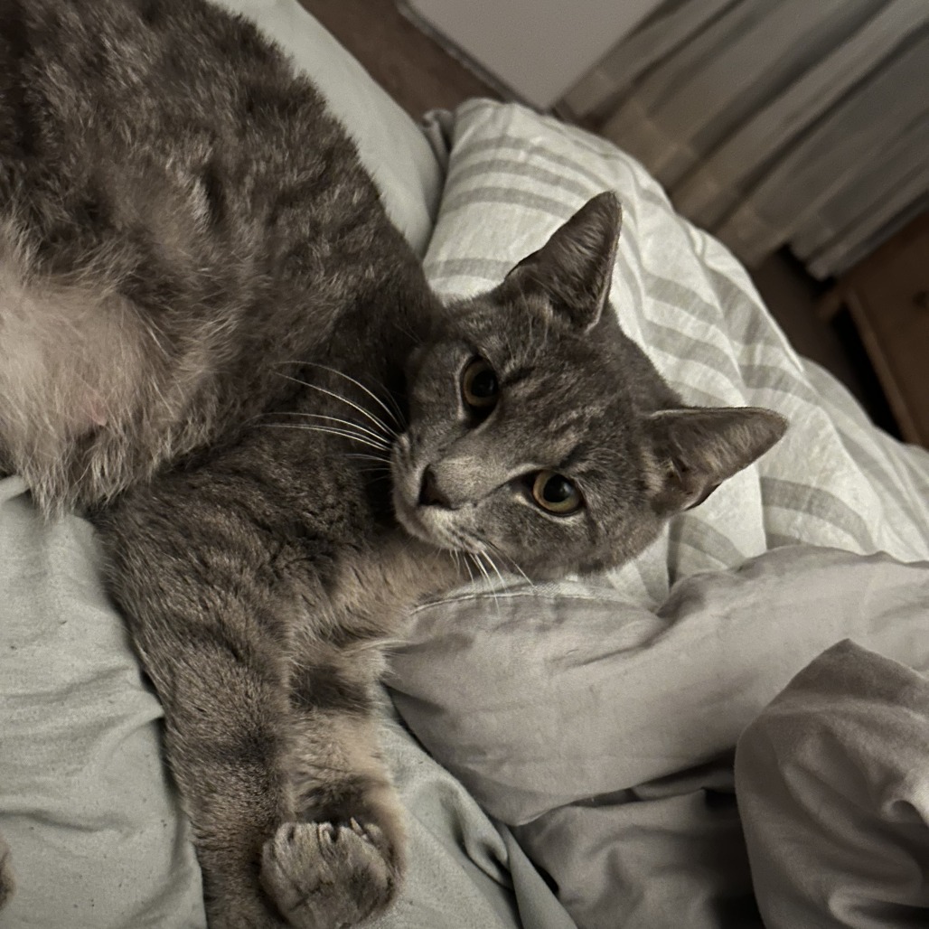 Soft kitty