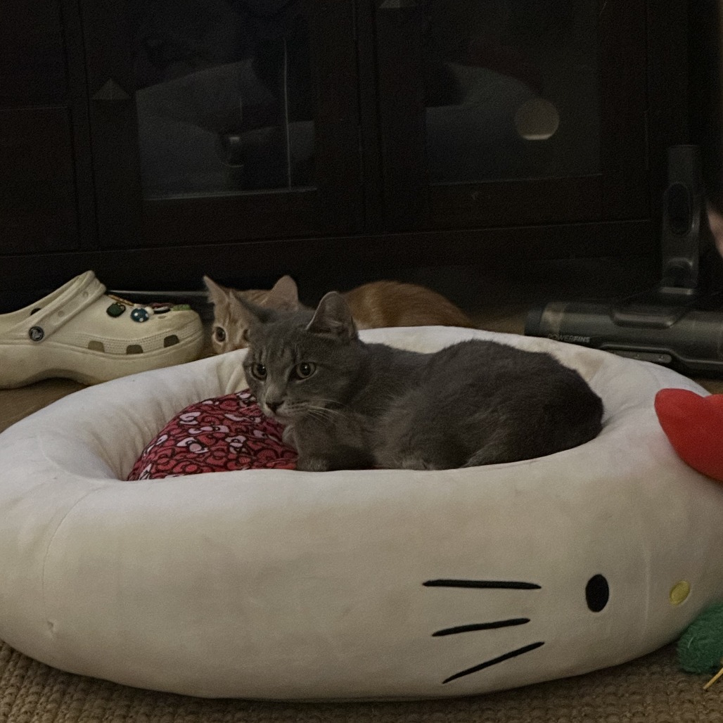 Soft kitty