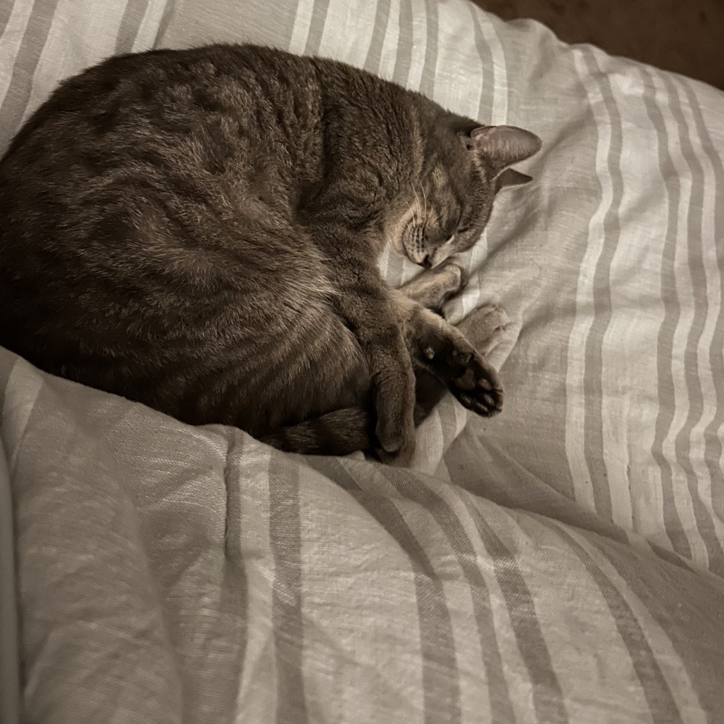 Soft kitty
