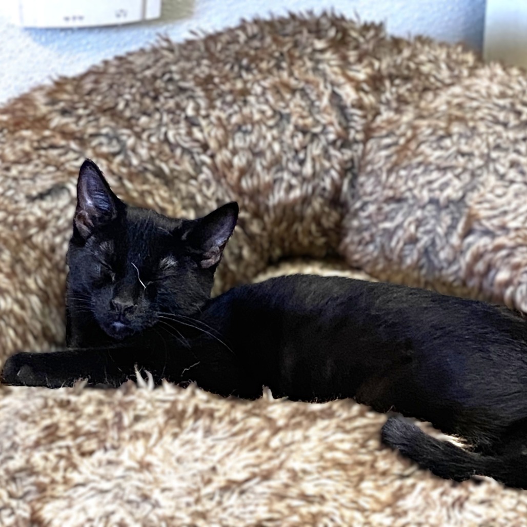 Seraphina, an adoptable Domestic Short Hair in Pagosa Springs, CO, 81147 | Photo Image 1