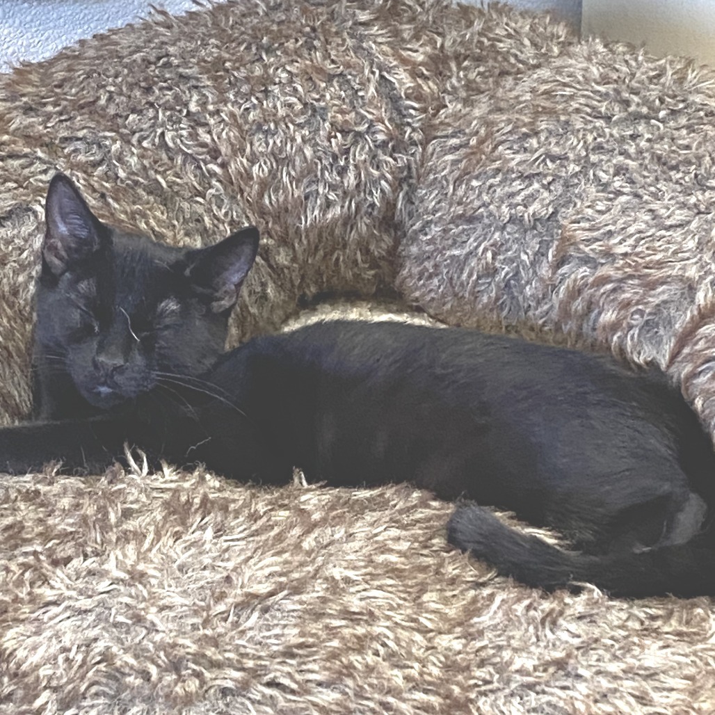 Seraphina, an adoptable Domestic Short Hair in Pagosa Springs, CO, 81147 | Photo Image 2