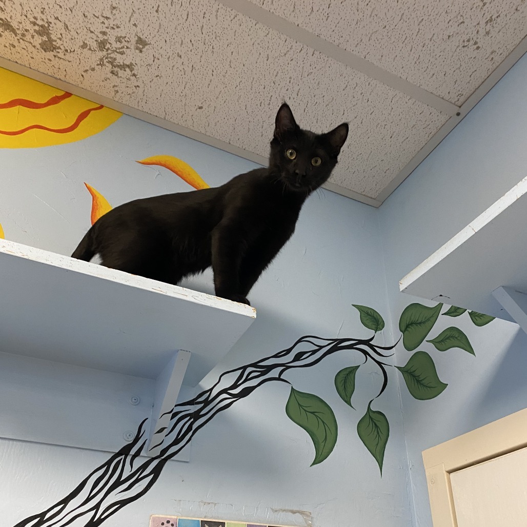 Littlefoot, an adoptable Domestic Short Hair in Pagosa Springs, CO, 81147 | Photo Image 1