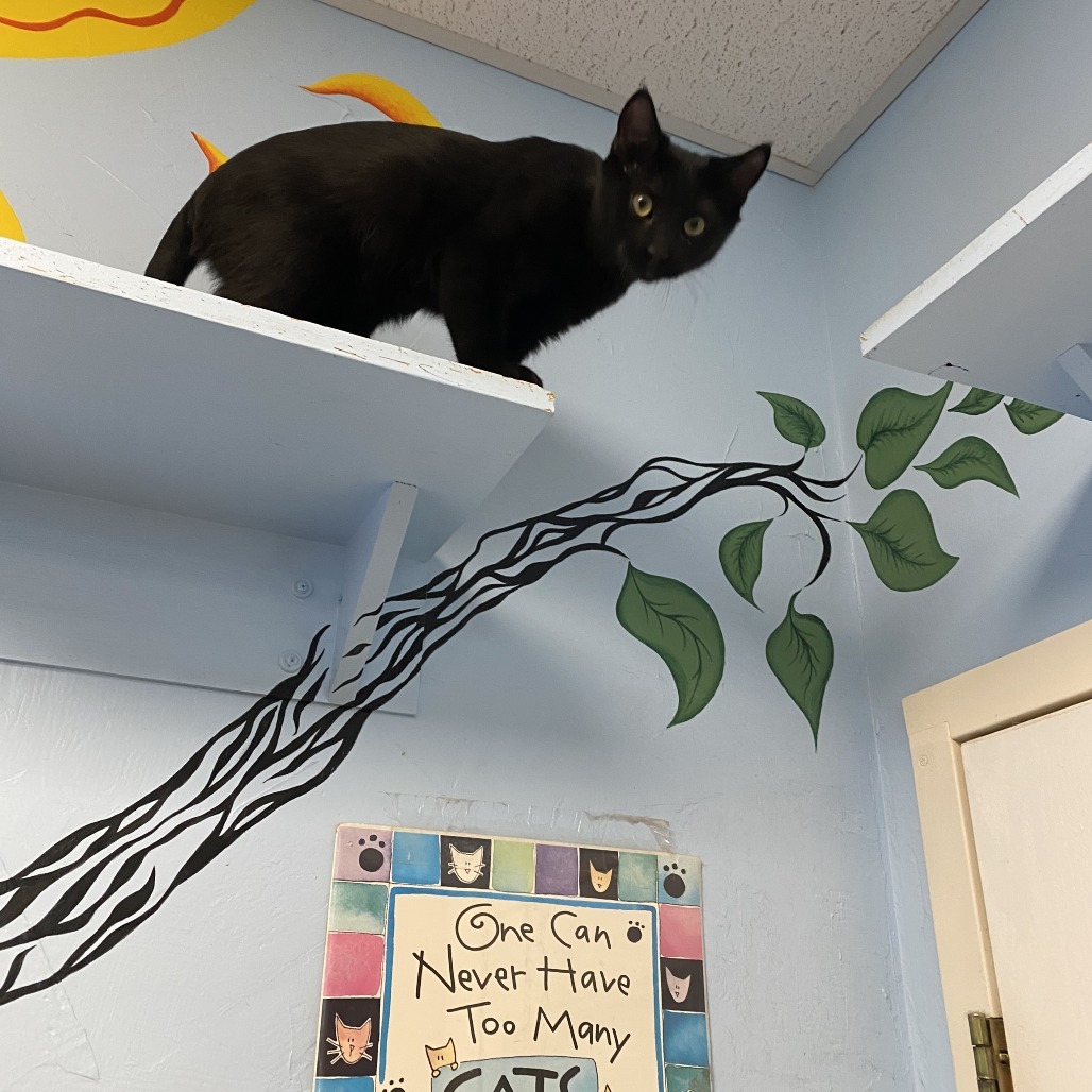 Littlefoot, an adoptable Domestic Short Hair in Pagosa Springs, CO, 81147 | Photo Image 2