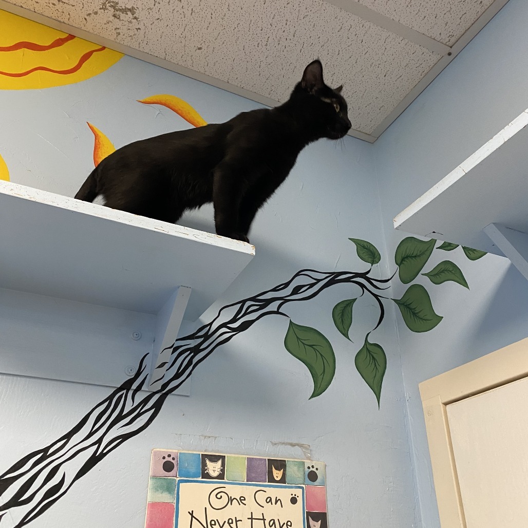 Littlefoot, an adoptable Domestic Short Hair in Pagosa Springs, CO, 81147 | Photo Image 3