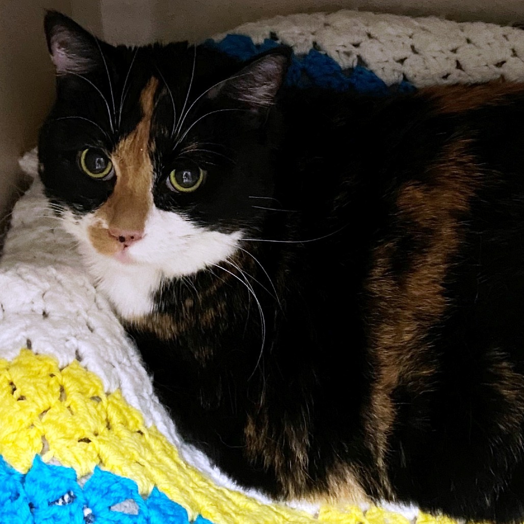 Twinkie, an adoptable Domestic Short Hair in Pagosa Springs, CO, 81147 | Photo Image 1