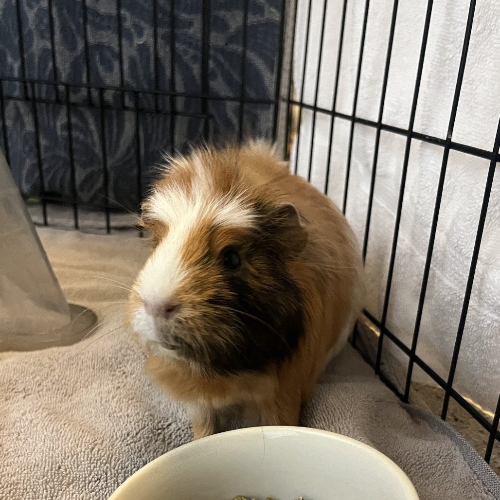 Chewey