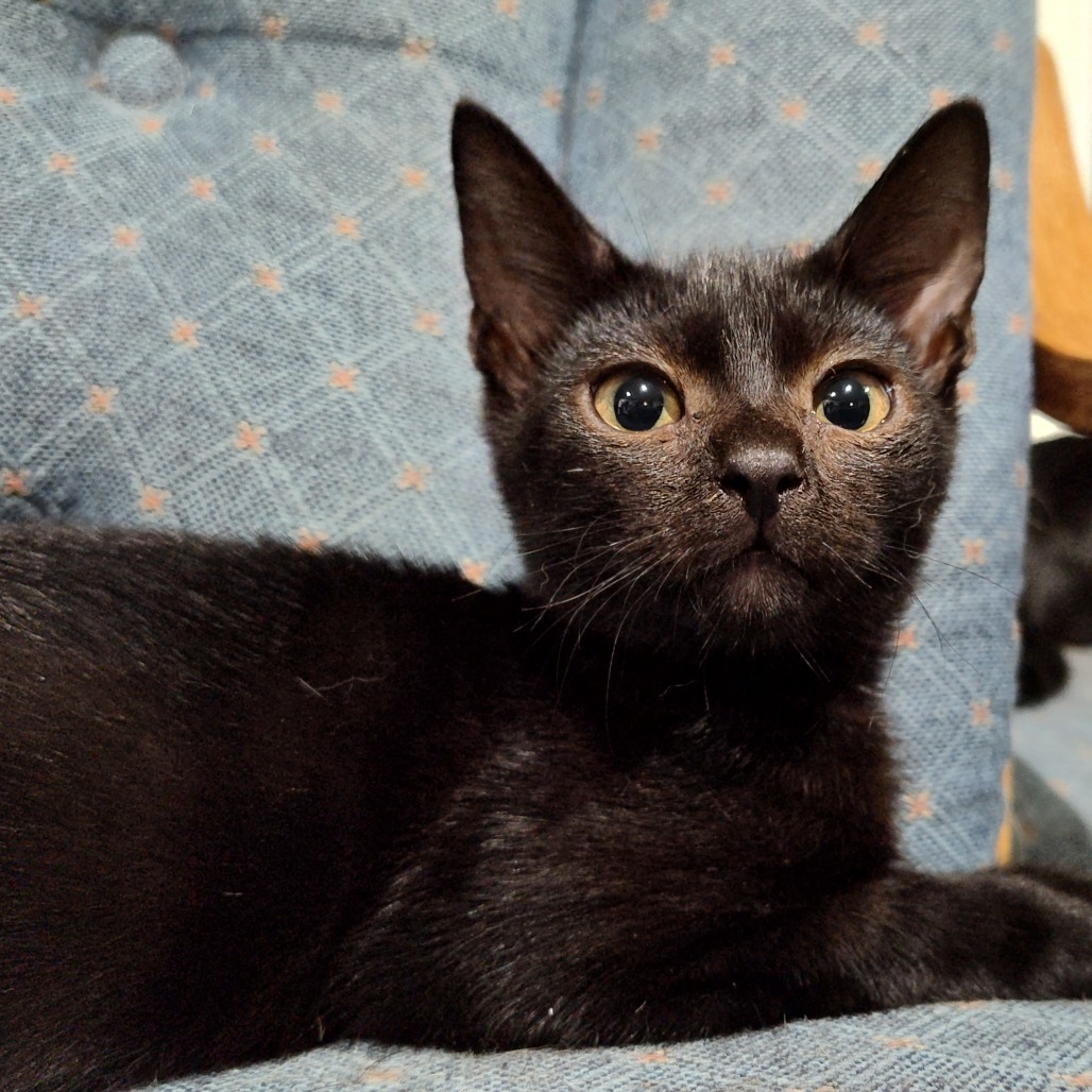 Brynjolf Berkeley (Sapphire kitten)