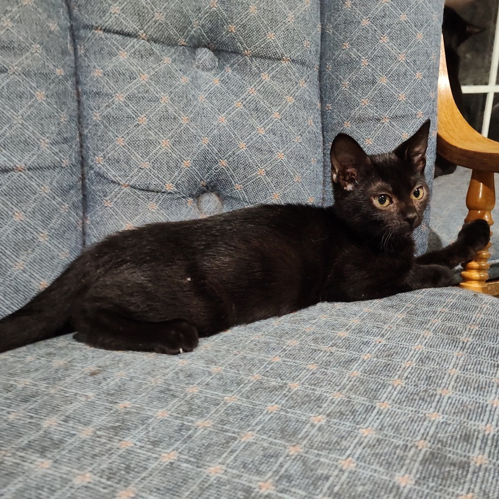 Brynjolf Berkeley (Sapphire kitten)