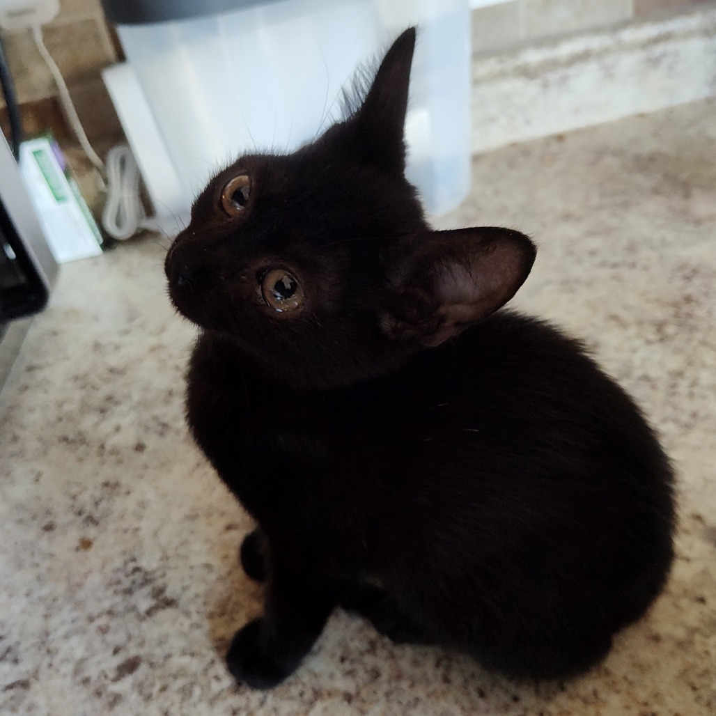 Brynjolf Berkeley (Sapphire kitten)