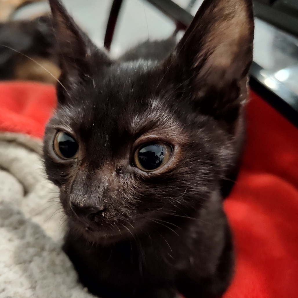 Brynjolf Berkeley (Sapphire kitten)