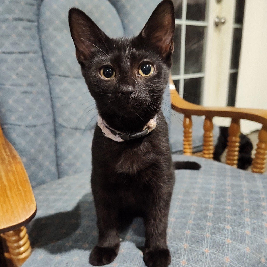 Farengar Berkeley (Sapphire kitten)