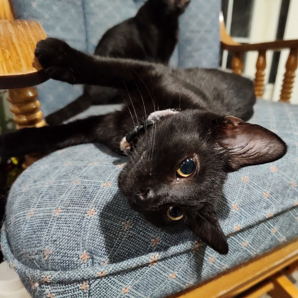 Farengar Berkeley (Sapphire kitten)