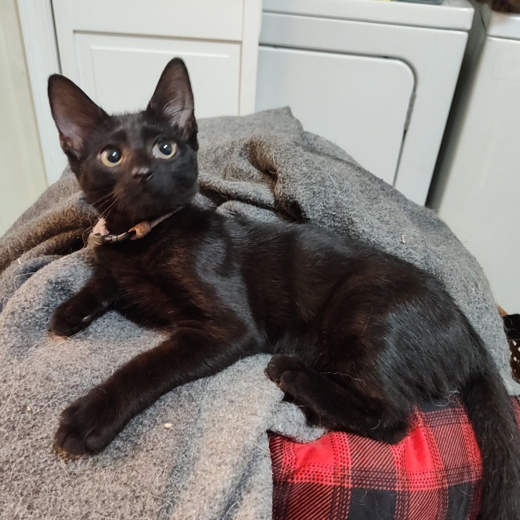 Farengar Berkeley (Sapphire kitten)