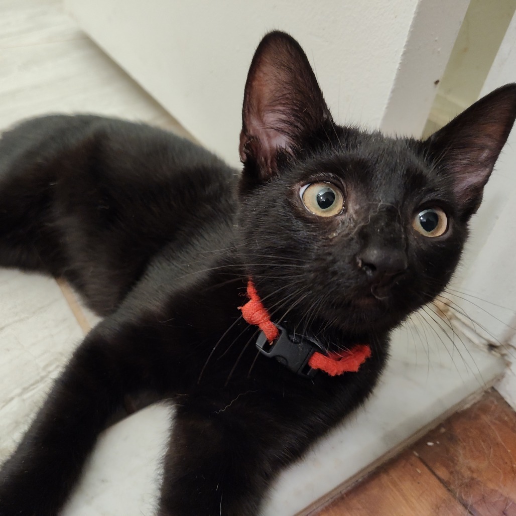 Ragnar Berkeley (Sapphire kitten)