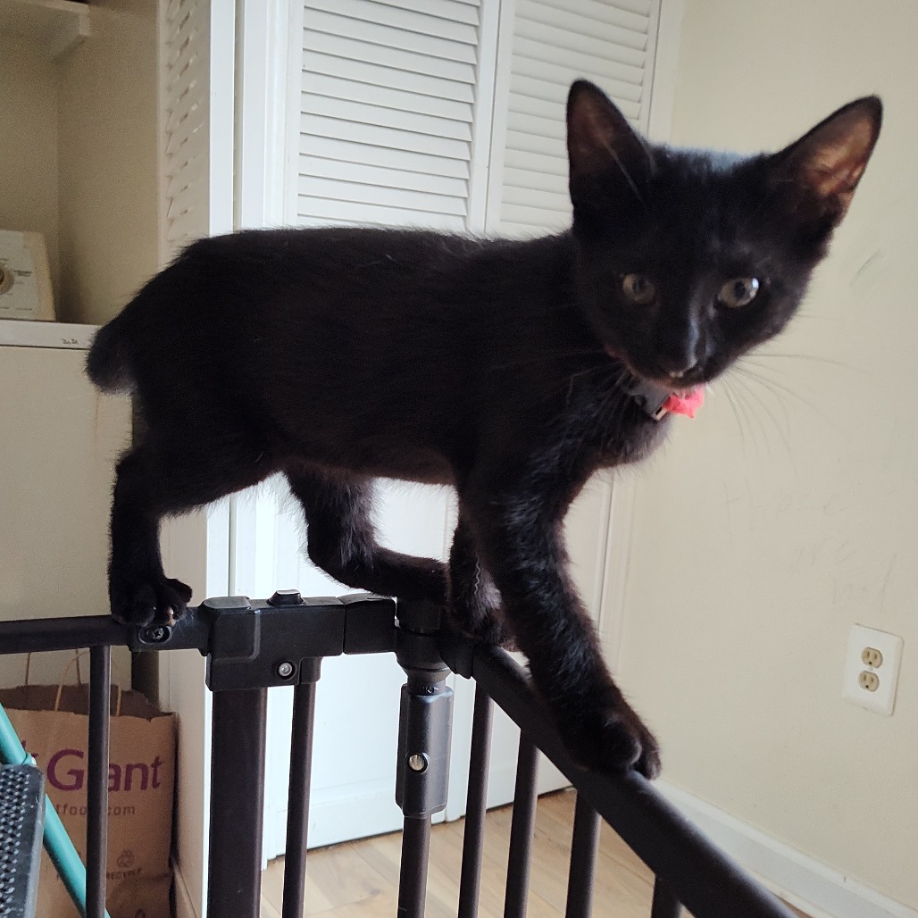 Ragnar Berkeley (Sapphire kitten)