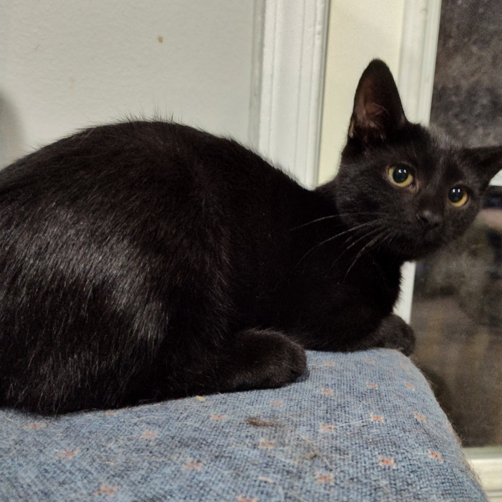 Lucien Berkeley (Sapphire kitten)