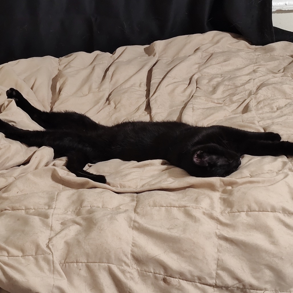 Lucien Berkeley (Sapphire kitten)