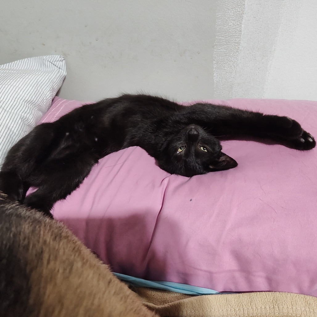 Lucien Berkeley (Sapphire kitten)