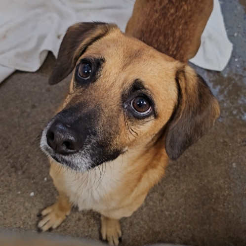 ACE, an adoptable Dachshund in Wahiawa, HI, 96786 | Photo Image 1