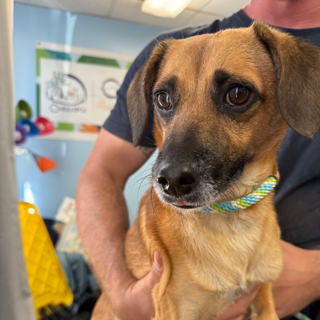 ACE, an adoptable Dachshund in Wahiawa, HI, 96786 | Photo Image 2